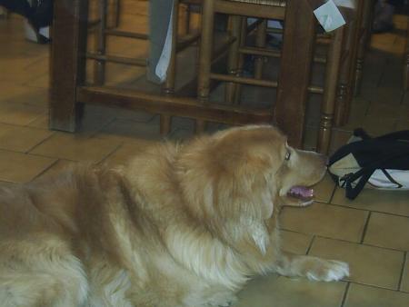 mon chien