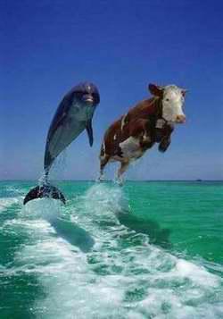 un dophin et une vache